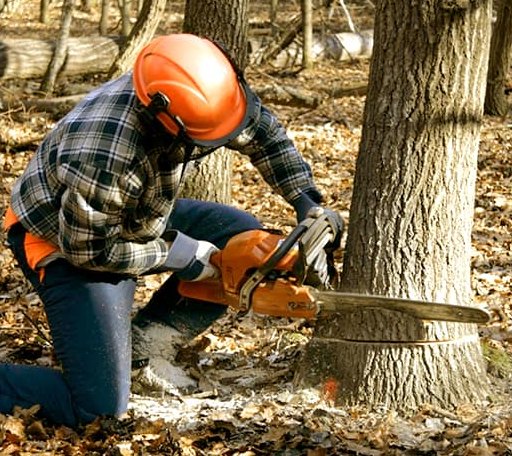 Tree Removal in Carrollton, VA